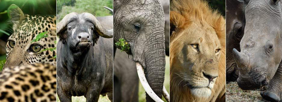 What are the Big 5 Game Animal? - Bespoke African Safari Company