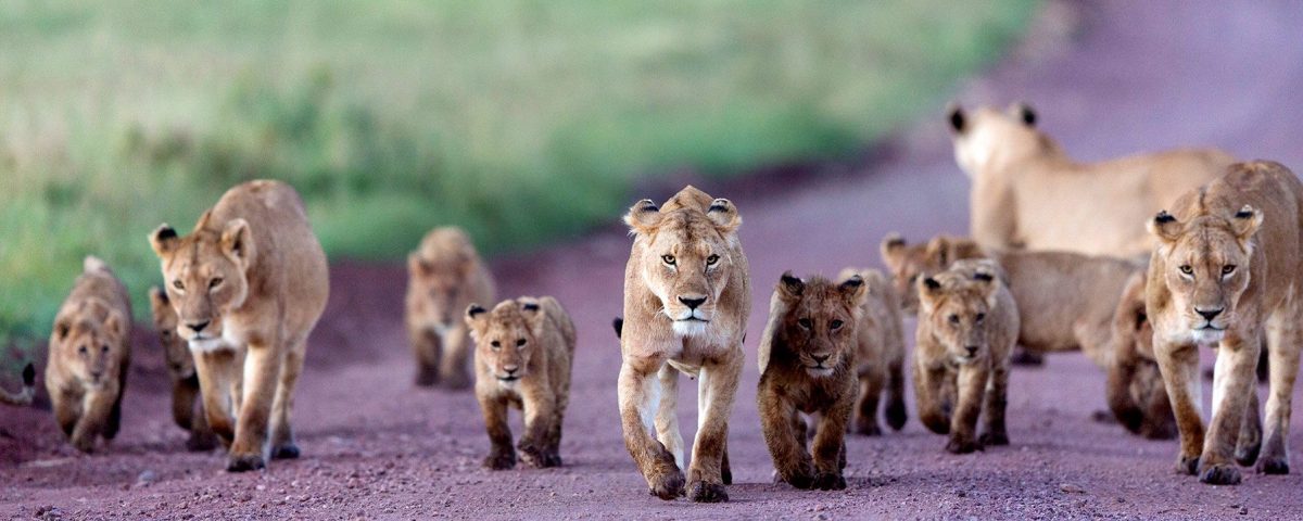 What Animals Will I See on Safari in Tanzania Destinations? - Bespoke  African Safari Company